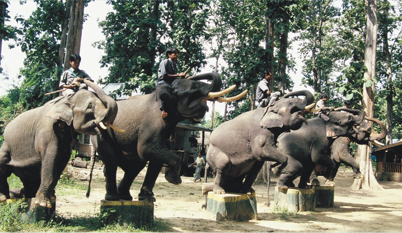 Pho Kyar Elephant Camp