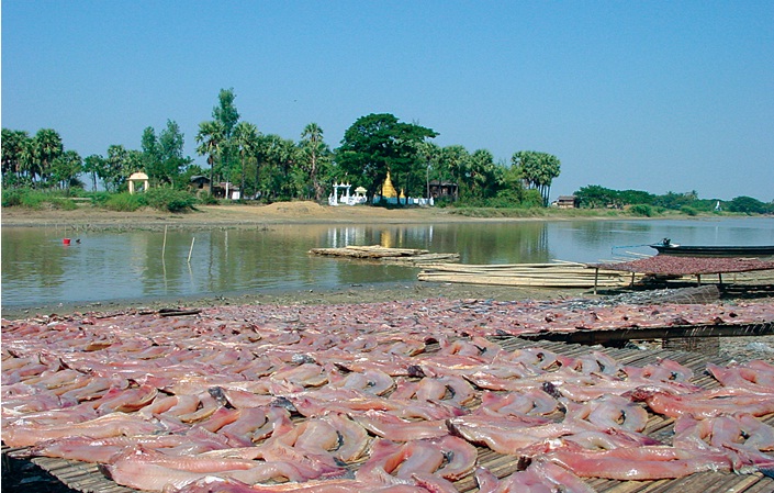 Dried Fish Making