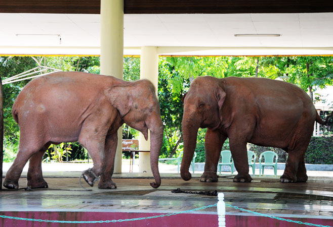 Myanmar's Elephants