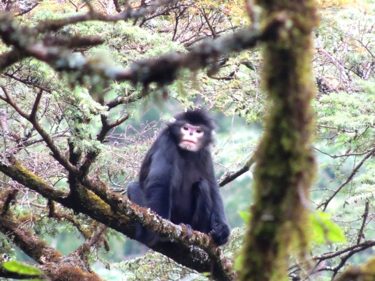 Myanmar snub-nosed monkey