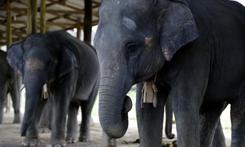 Wingabaw Elephant Camp